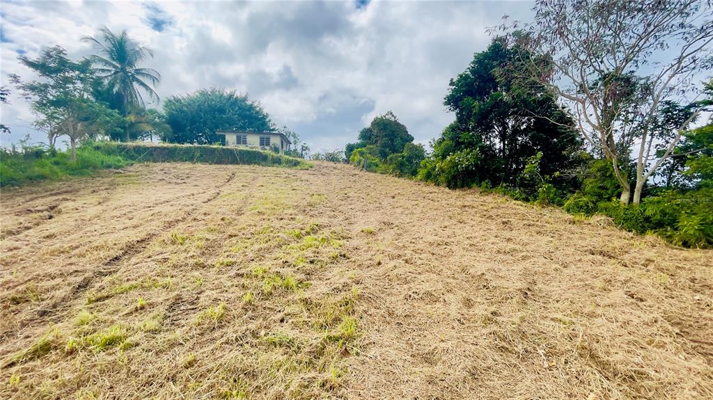 A small house sits atop a grassy, sloped hill surrounded by trees and vegetation — 908 st BARRIO TEJAS, YABUCOA, PR