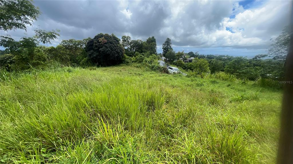 A grassy, sloped vacant lot features scattered trees and a white car on a road — 908 st BARRIO TEJAS, YABUCOA, PR