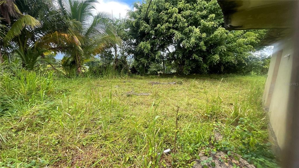 An overgrown grassy yard sits beside the exterior wall of a building with palm trees — 908 st BARRIO TEJAS, YABUCOA, PR