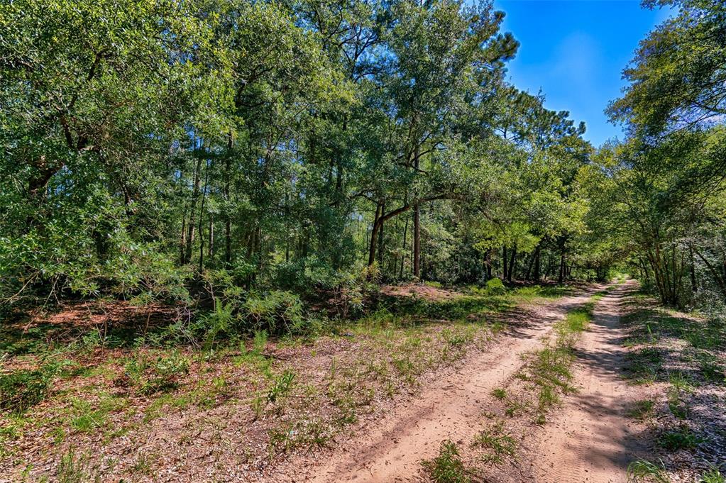 A dirt path winds through a wooded area with dense trees and natural vegetation — TBD NE 83RD LANE, BRONSON, FL