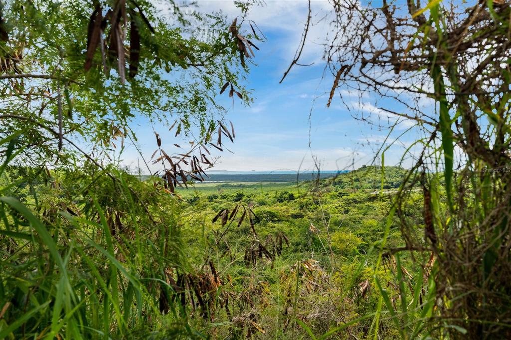 A view of a lush green landscape and the ocean framed by trees and foliage — 5 #44 URB. EL MONTE 4TA EXTENSIÓN, PONCE, PR