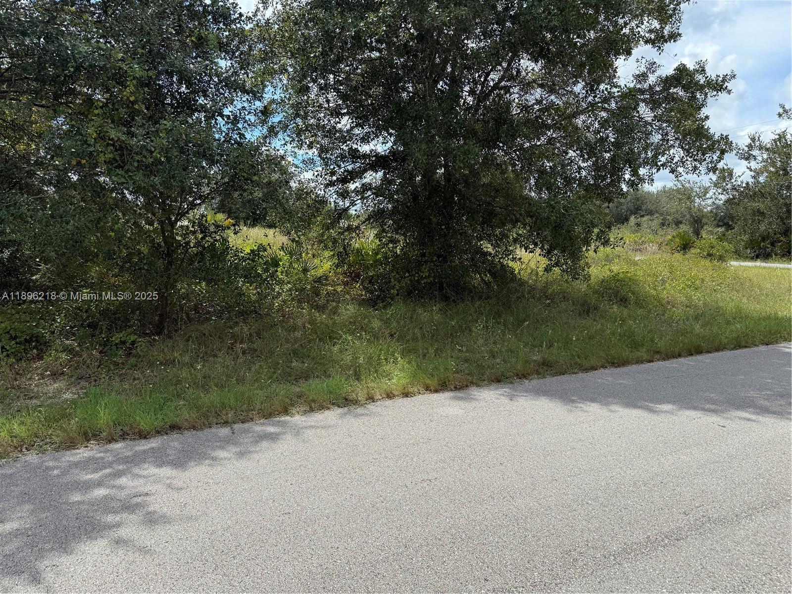 An asphalt road borders a vacant, overgrown lot with several large trees — OTHER CITY - IN THE STATE OF FLORIDA, FL
