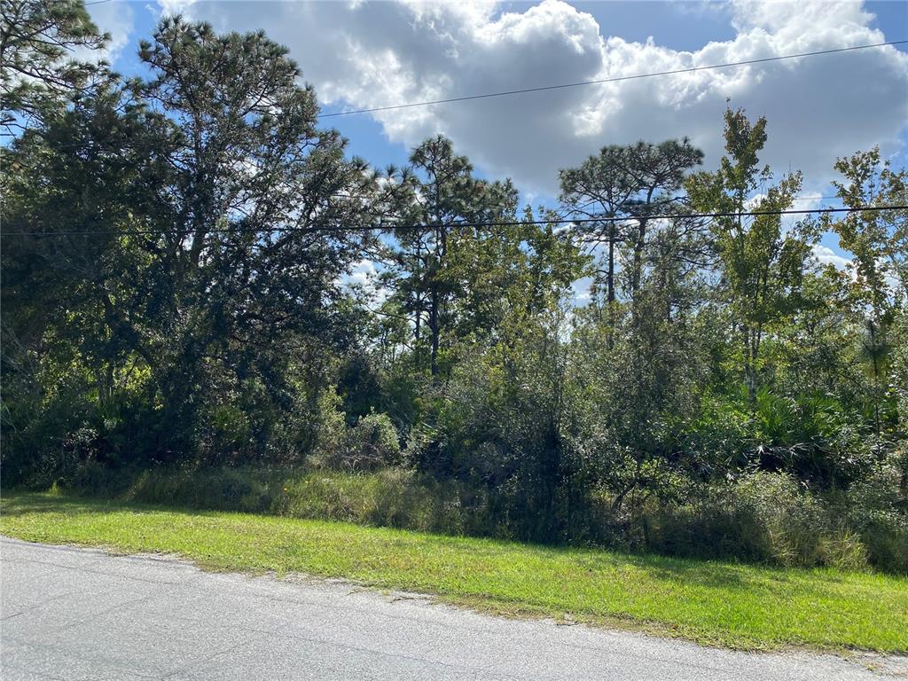 A view of a grassy roadside bordering a dense, wooded lot under a cloudy sky — ODHAM STREET, ORLANDO, FL