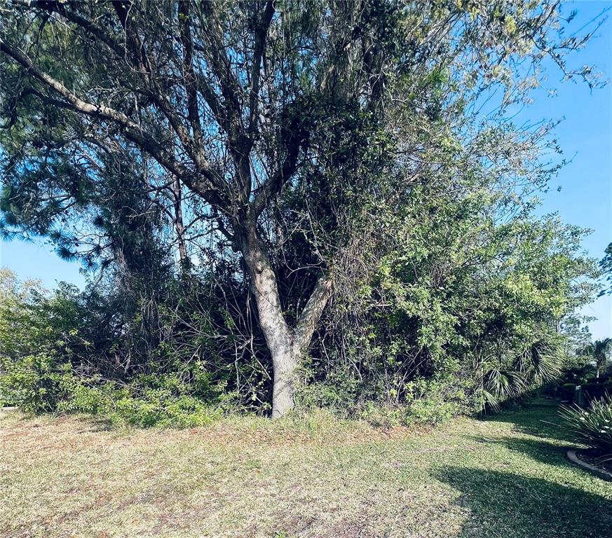 A large, mature tree stands in front of dense, overgrown vegetation on a grassy lot — 91 EMERALD LAKE DRIVE, PALM COAST, FL