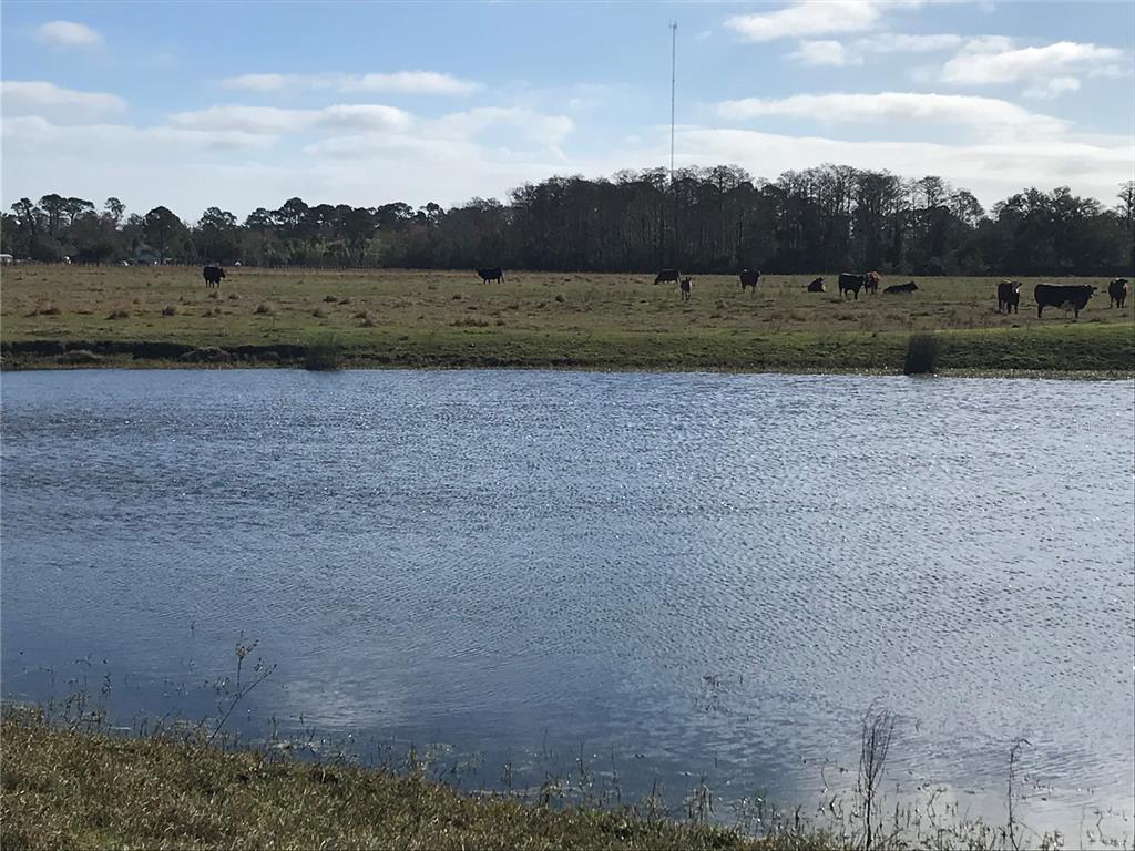 A herd of cattle grazes in a grassy field beside a large pond — PARCEL 2 N FORT CHRISTMAS ROAD, CHRISTMAS, FL