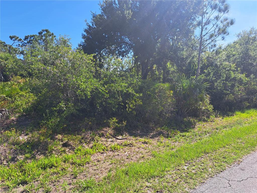 A dense, overgrown wooded lot sits adjacent to a paved road under a clear sky — 17504 POSTON AVENUE, PORT CHARLOTTE, FL