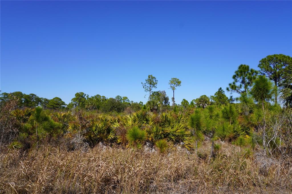 A view of a grassy field with scattered palmettos and pine trees under a blue sky — 12392 DIETRICH AVENUE, PORT CHARLOTTE, FL