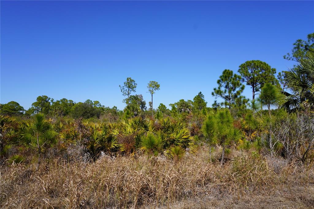 A sunny, undeveloped lot features native Florida scrub vegetation, saw palmetto, and scattered pine trees — 12392 DIETRICH AVENUE, PORT CHARLOTTE, FL