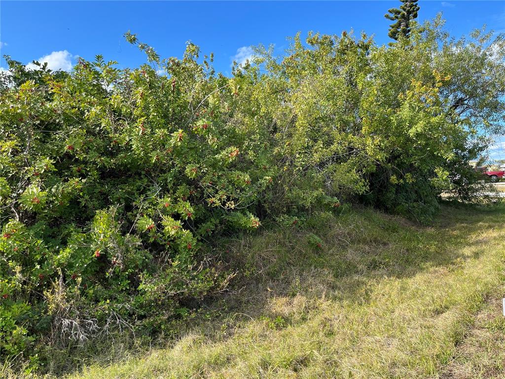 A dense, leafy green shrub with small red berries grows along a grassy roadside — 4231 ONEILL STREET, PORT CHARLOTTE, FL