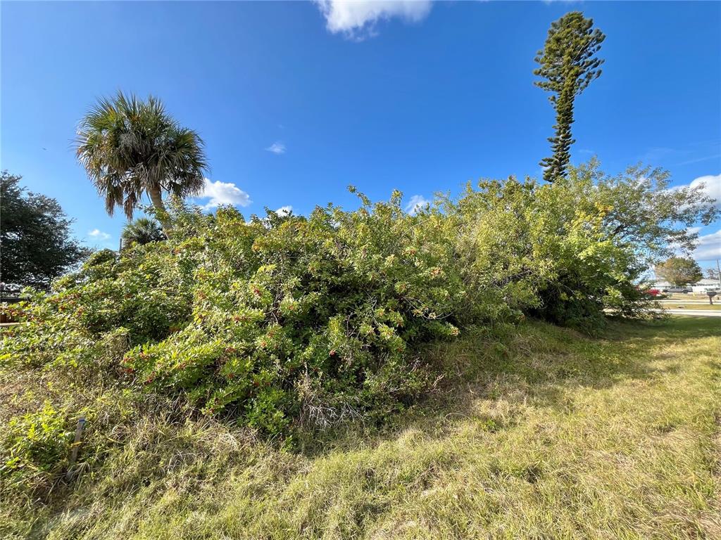 A large, dense shrubbery area sits on a grassy lot under a clear blue sky — 4231 ONEILL STREET, PORT CHARLOTTE, FL