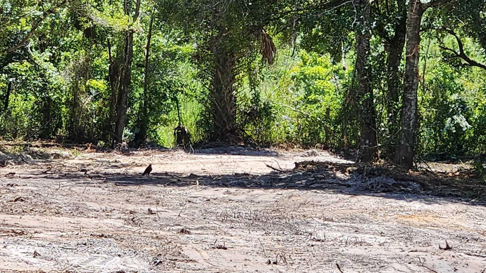 A small bird stands on a cleared, sandy lot bordered by dense trees and vegetation — 18884 NW 282nd Street, Okeechobee FL 34972, OKEECHOBEE, FL
