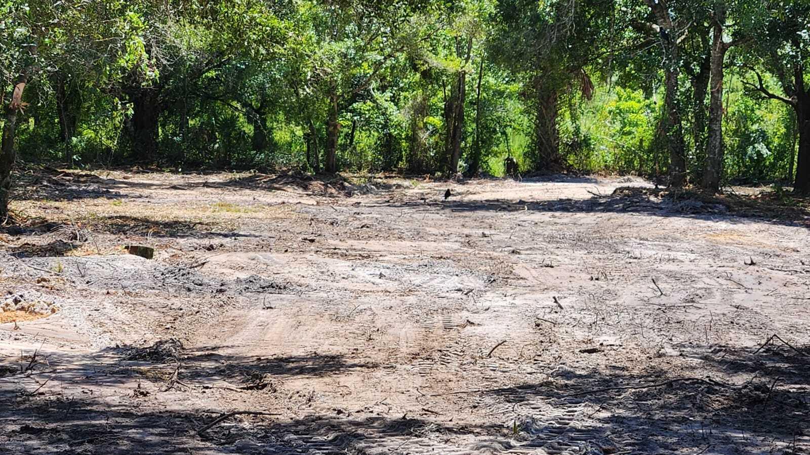 A cleared, sandy lot is surrounded by mature trees under a bright, sunny sky — 18884 NW 282nd Street, Okeechobee FL 34972, OKEECHOBEE, FL