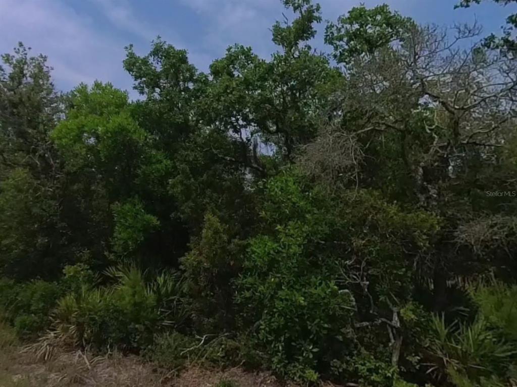 A dense cluster of trees and shrubs fills a wooded outdoor lot — 0 RIEGEL (PAPER) AVENUE, ORANGE CITY, FL