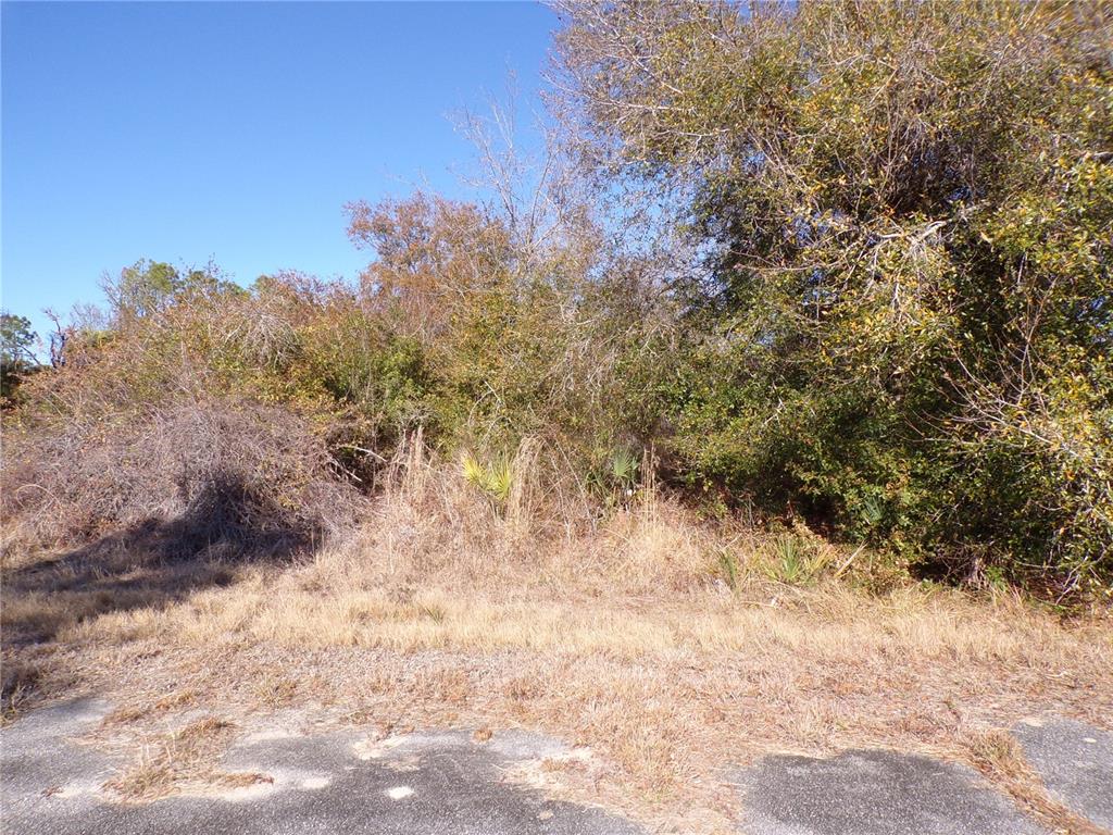 A view of a vacant, overgrown lot with trees and brush next to asphalt pavement — HASTINGS STREET, NORTH PORT, FL