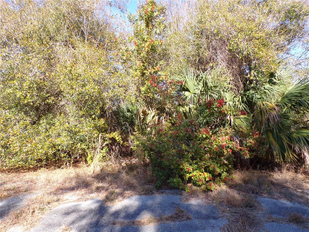 A dense thicket of trees and shrubs grows along the edge of an asphalt surface — HASTINGS STREET, NORTH PORT, FL