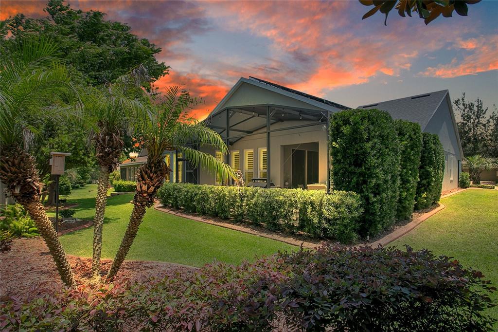 A backyard view of a house with a screened-in patio, manicured hedges, and palm trees — 397 SILVER MAPLE ROAD, GROVELAND, FL