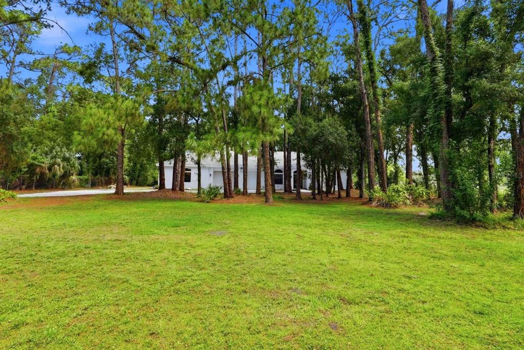 A white house is partially obscured by a dense grove of tall pine trees — 6301 S 86TH AVENUE N, PINELLAS PARK, FL