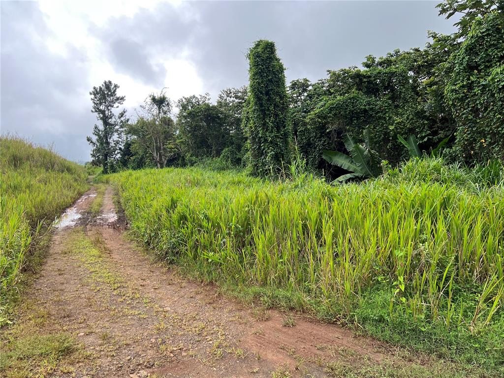 A dirt path winds through a grassy field toward a dense line of trees — KM 0.2 INT Bo. Helechal PR 152, BARRANQUITAS, PR