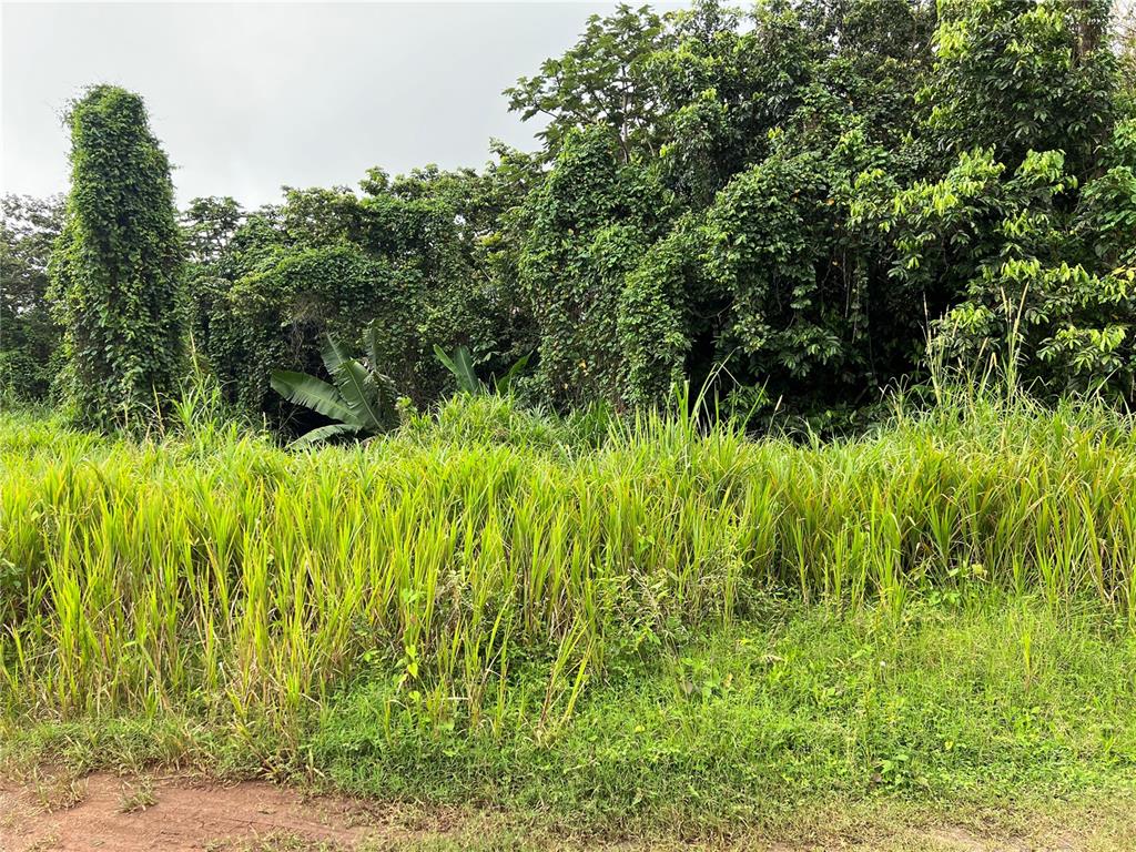 A dirt path borders a field of tall grass in front of a dense, overgrown forest — KM 0.2 INT Bo. Helechal PR 152, BARRANQUITAS, PR