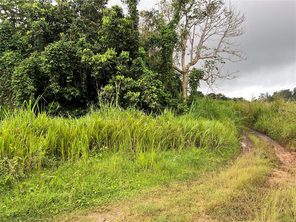 A dirt path winds past a dense thicket of trees and tall green grass — KM 0.2 INT Bo. Helechal PR 152, BARRANQUITAS, PR