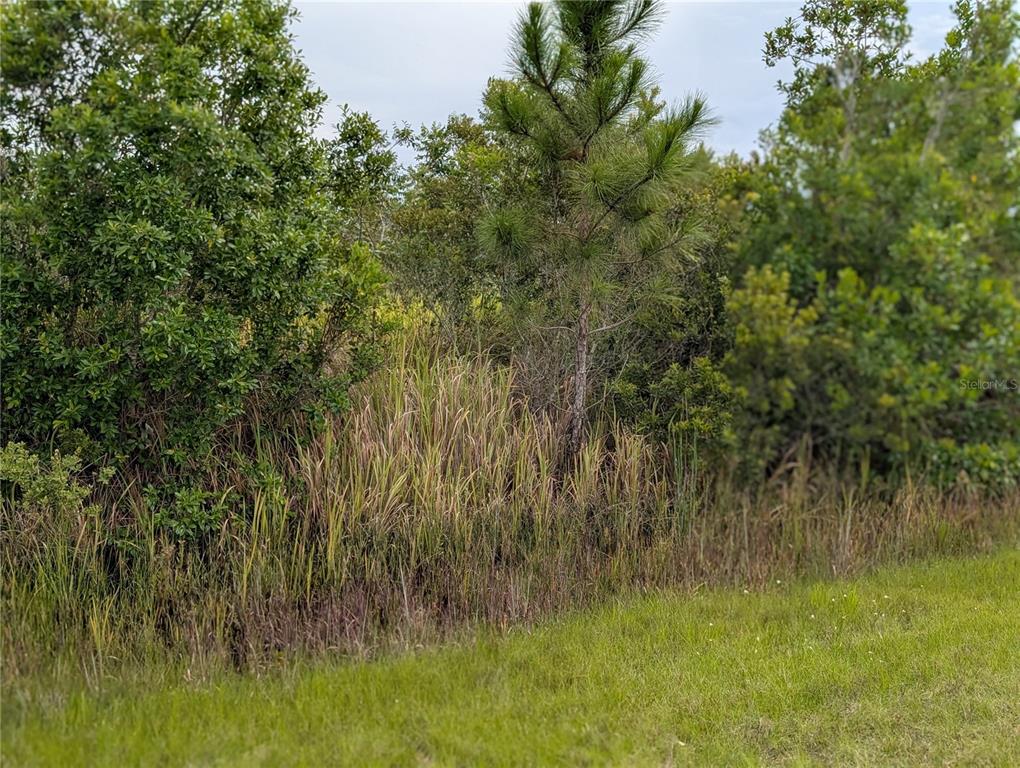 A view of a grassy field bordered by dense trees and tall brush — 513 CALENDULA DRIVE, INDIAN LAKE ESTATES, FL