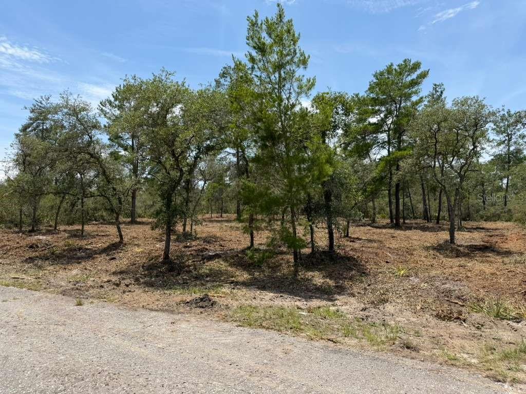 A partially cleared, wooded vacant lot sits adjacent to a paved road under a blue sky — FISHER WAY TRACK, OCKLAWAHA, FL