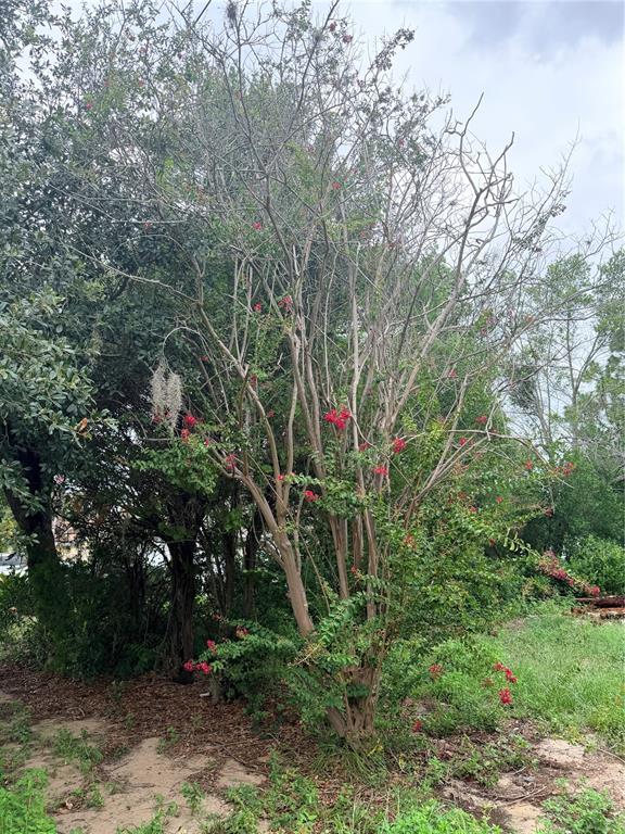 A tall, multi-trunked crape myrtle tree with red flowers stands in a grassy yard — 11411 SAGAMORE STREET, SPRING HILL, FL