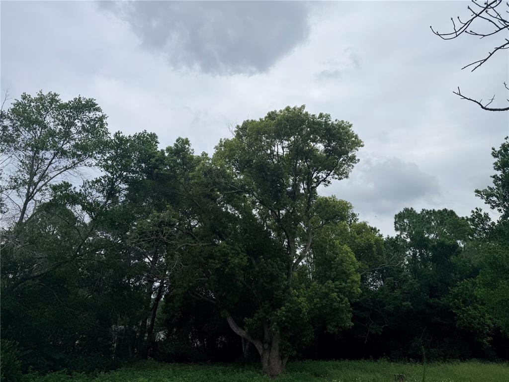 A large, mature tree stands in a grassy field against a cloudy sky — 11411 SAGAMORE STREET, SPRING HILL, FL