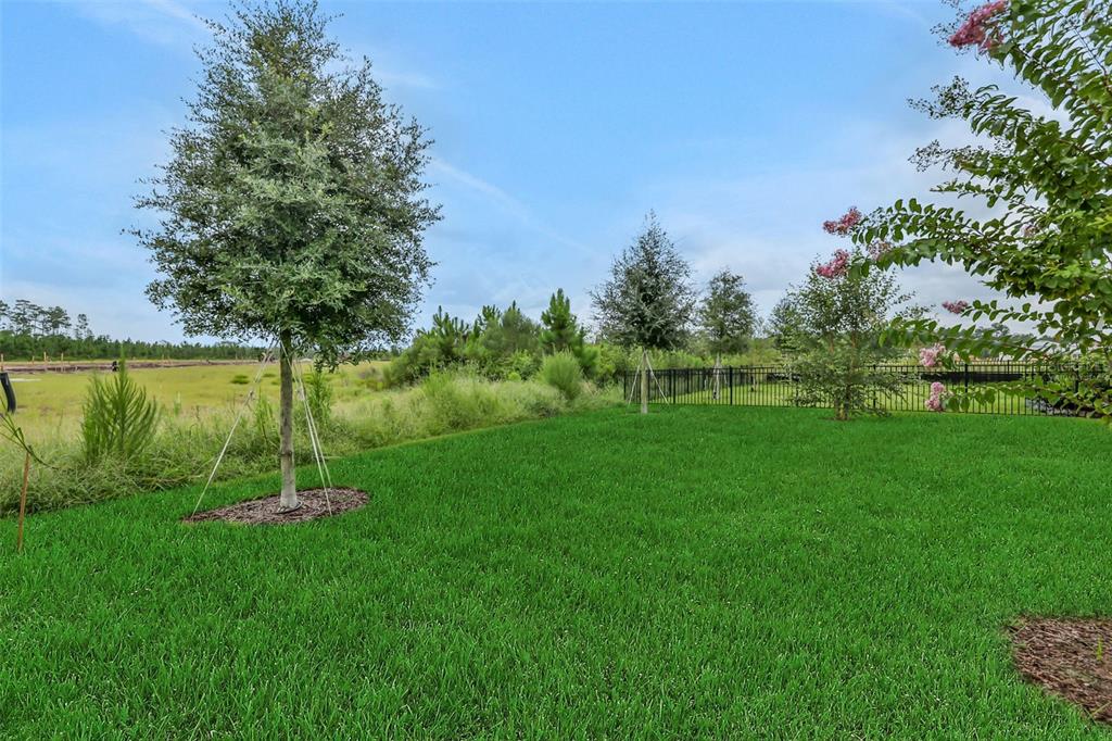 A grassy backyard features young trees, a black metal fence, and an open field beyond — 49 WINDMILL PALM WAY, PALM COAST, FL