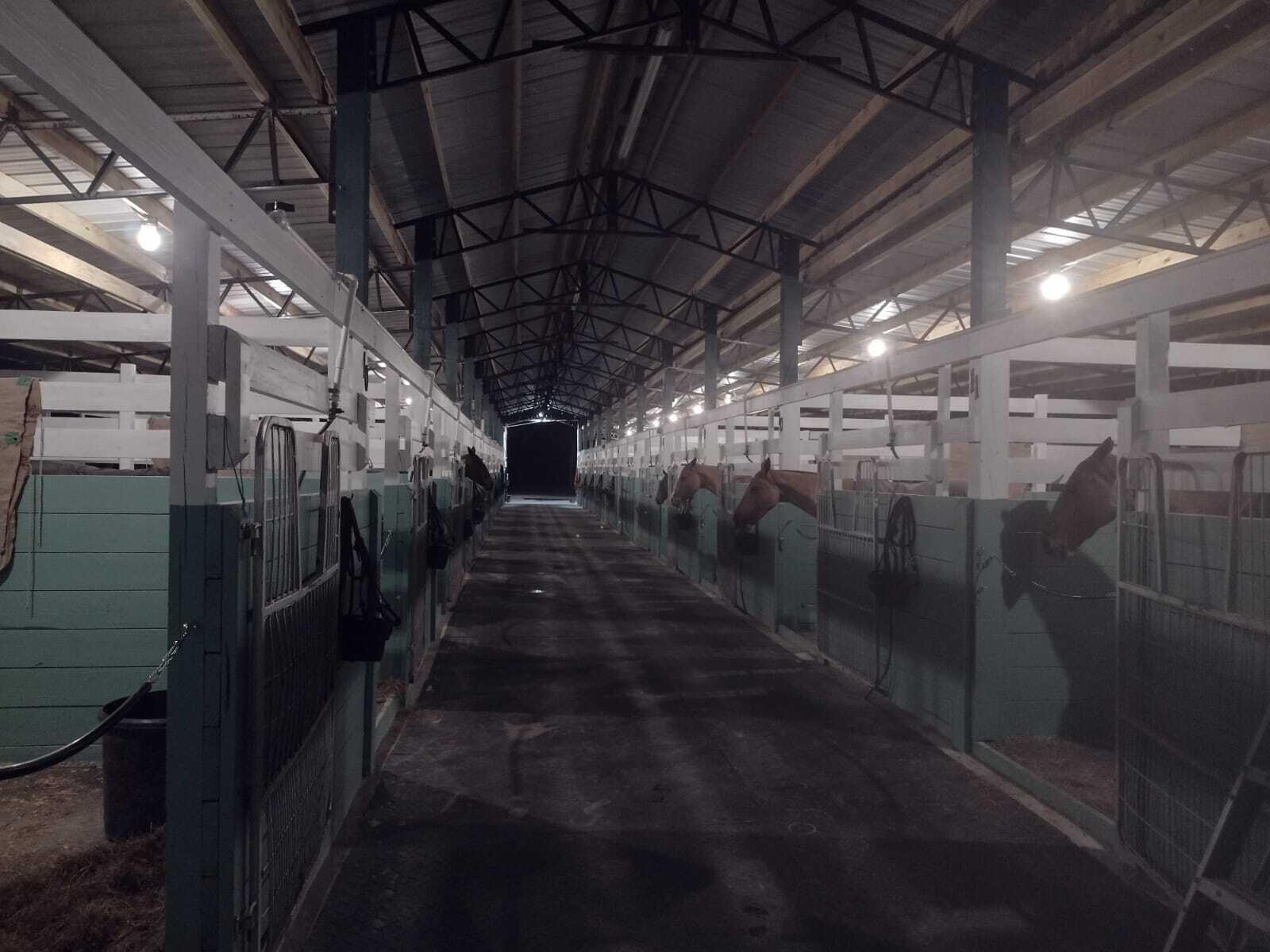 A long, indoor horse stable aisle features rows of stalls with horses on both sides — 1100 D Road, FL 33470, FL