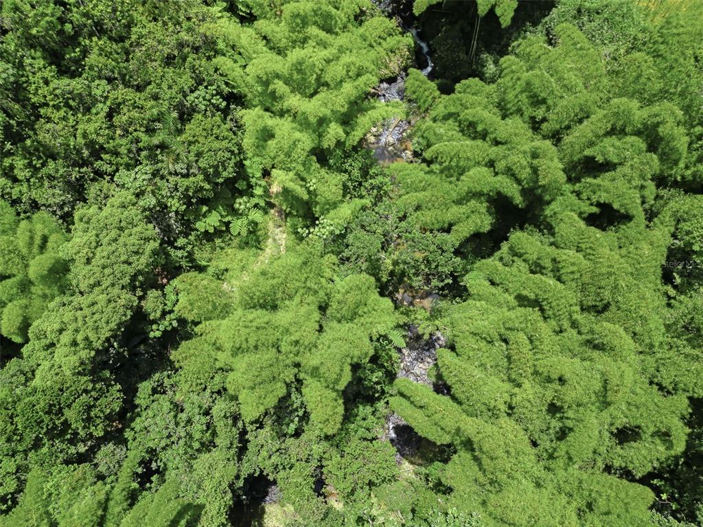 An aerial view shows a small stream flowing through a dense, lush green forest — Carretera 124 KM 1.3 BO. BUENA VISTA, LAS MARIAS, PR