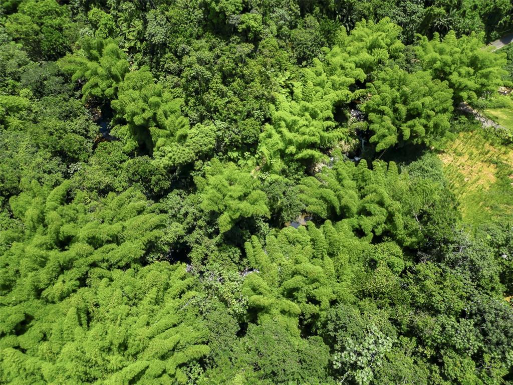 An aerial view shows a dense forest canopy with several large clusters of bamboo trees — Carretera 124 KM 1.3 BO. BUENA VISTA, LAS MARIAS, PR
