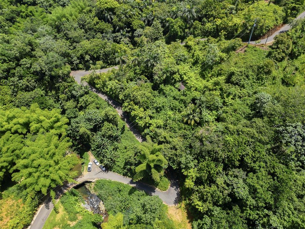 An aerial view shows a winding road passing through a dense, lush tropical forest — Carretera 124 KM 1.3 BO. BUENA VISTA, LAS MARIAS, PR