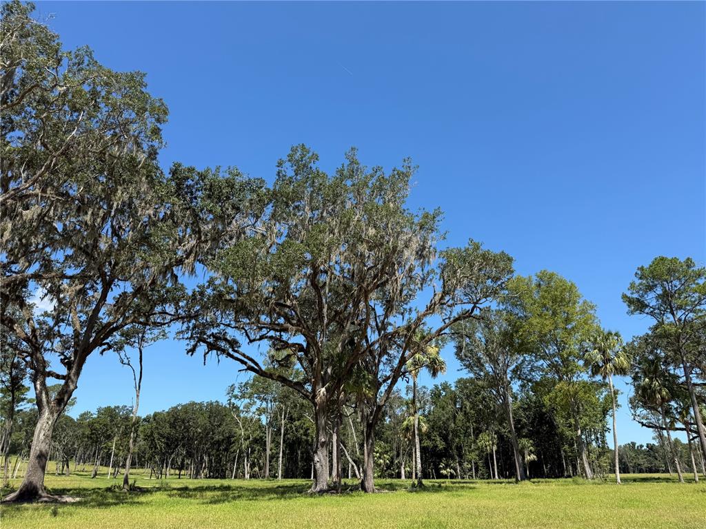 DO #6 (24ac) NW 193RD ST, MICANOPY, FL — photo 4 of 11