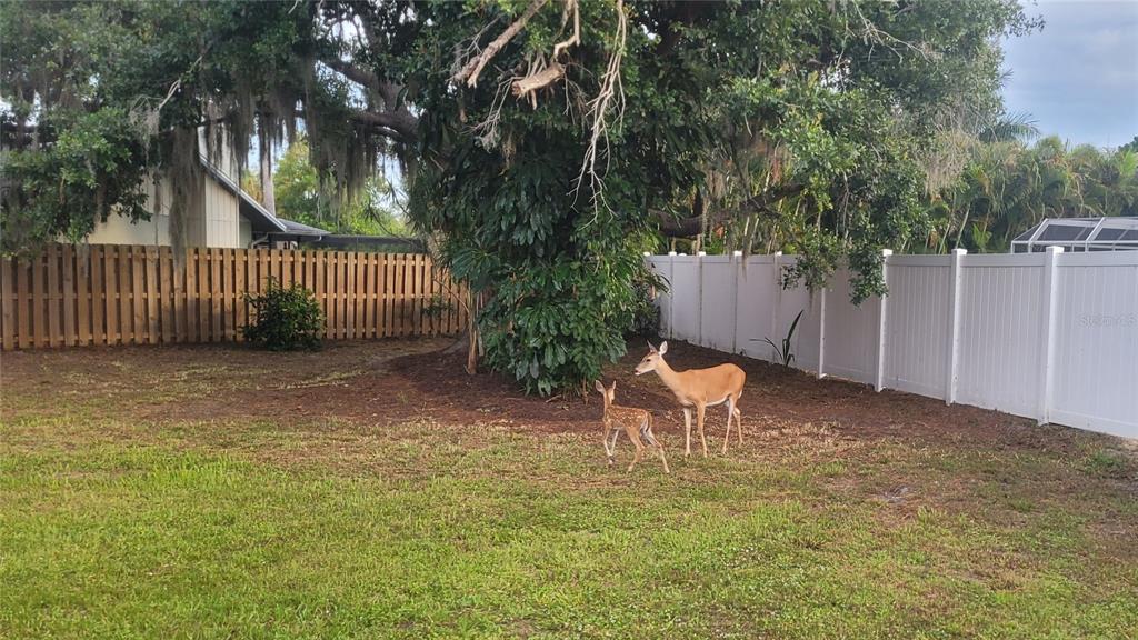 A doe and her fawn stand in a grassy backyard with a wooden and vinyl fence — 4736 CHARING CROSS ROAD, SARASOTA, FL