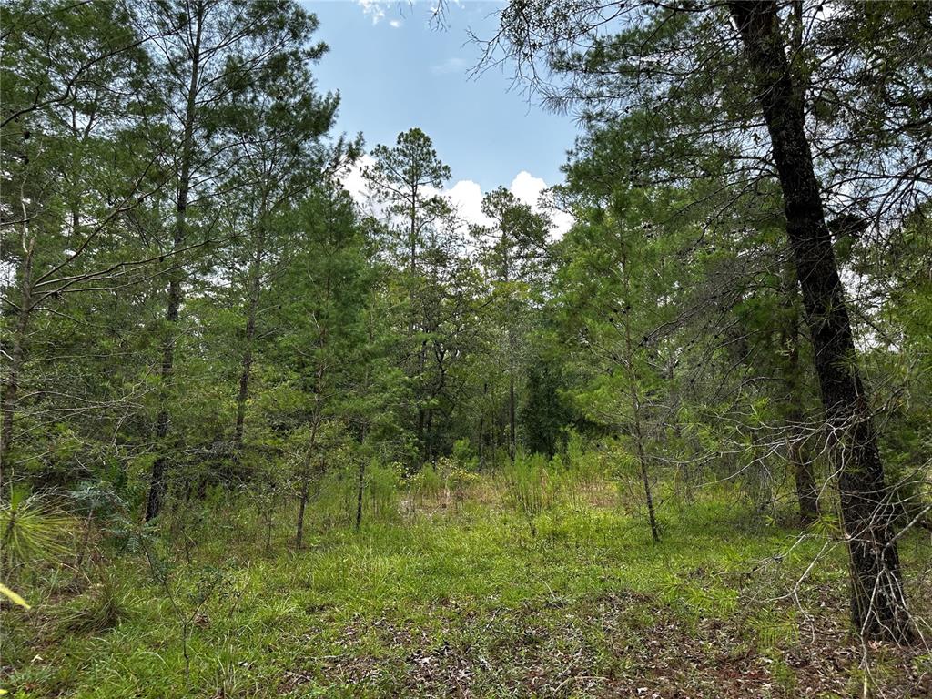 A view of a wooded lot featuring pine trees and grassy ground under a sky — 6270 NE 139TH AVENUE, WILLISTON, FL