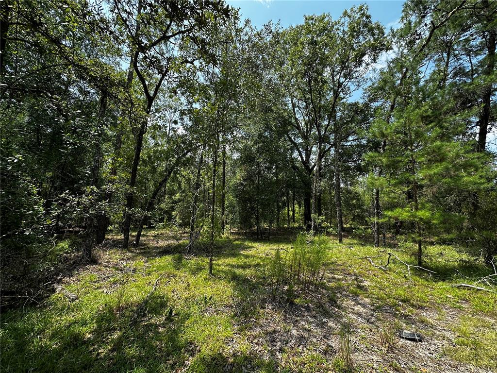 A wooded lot with tall trees and patches of grass under a sunny sky — 6270 NE 139TH AVENUE, WILLISTON, FL