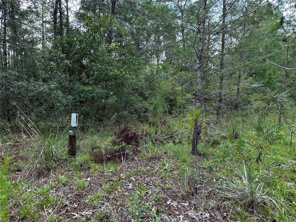 A utility pedestal stands in a wooded, undeveloped lot with dense trees and brush — 6270 NE 139TH AVENUE, WILLISTON, FL