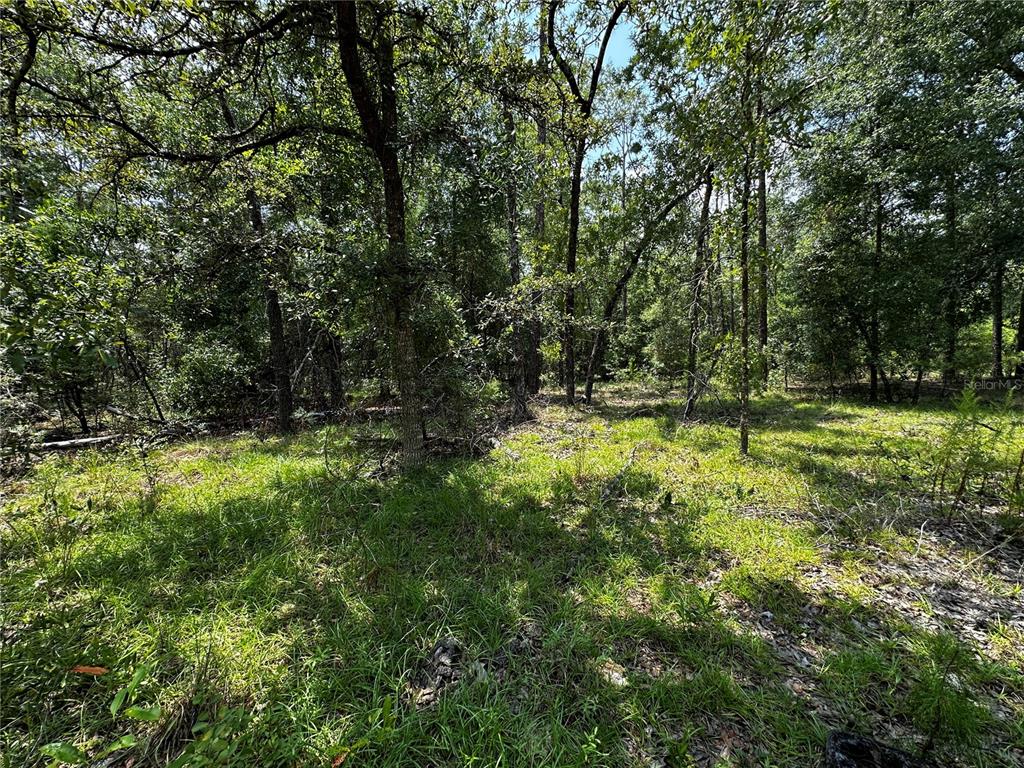 A wooded lot with tall trees and patches of green grass under a sunny sky — 6270 NE 139TH AVENUE, WILLISTON, FL