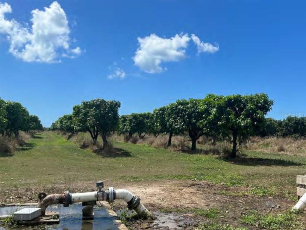 An irrigation pipe sits in the foreground of a citrus grove under a blue sky — PR-ROAD #1 KM. 40.7 INT., CINTRONA & SABANA WARD, JUANA DIAZ, PR