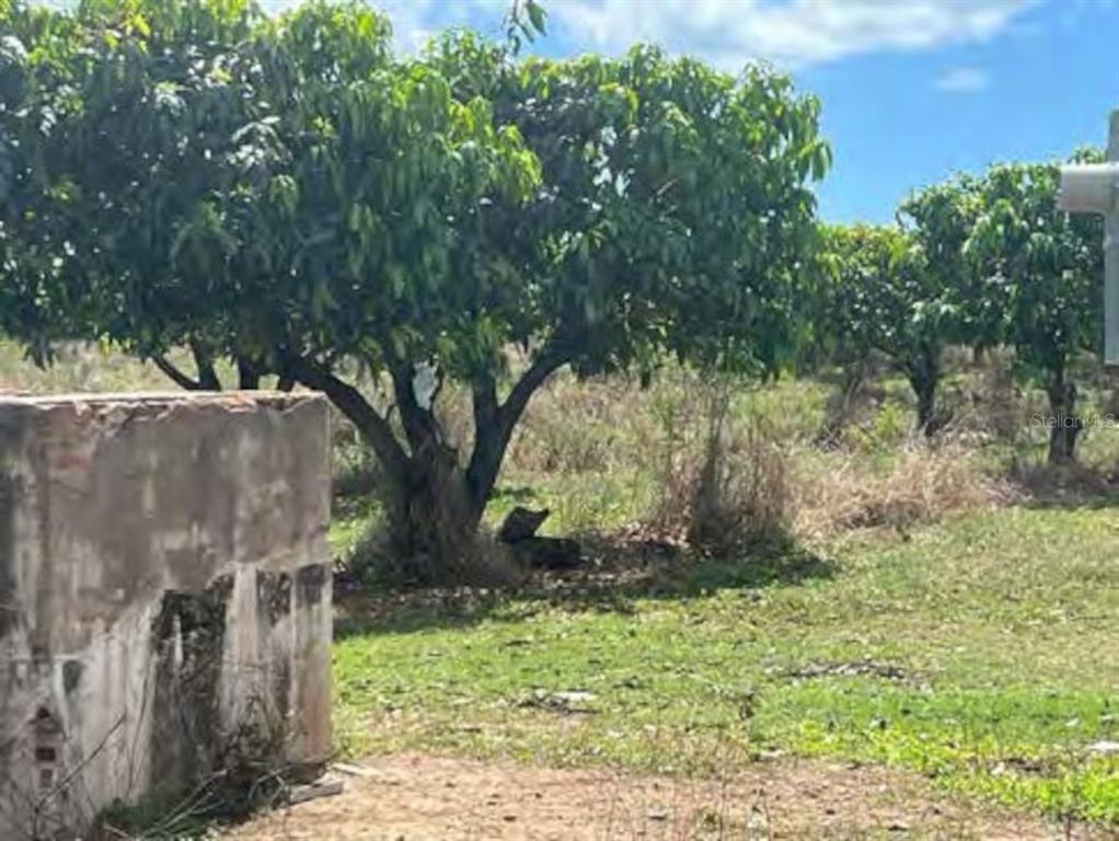 A weathered concrete structure stands near several leafy trees in an open, grassy field — PR-ROAD #1 KM. 40.7 INT., CINTRONA & SABANA WARD, JUANA DIAZ, PR