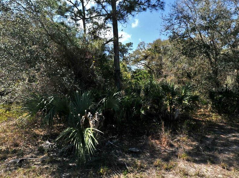 A dense, wooded lot features tall pine trees and various palmetto bushes under a blue sky — NOME AVENUE, NORTH PORT, FL