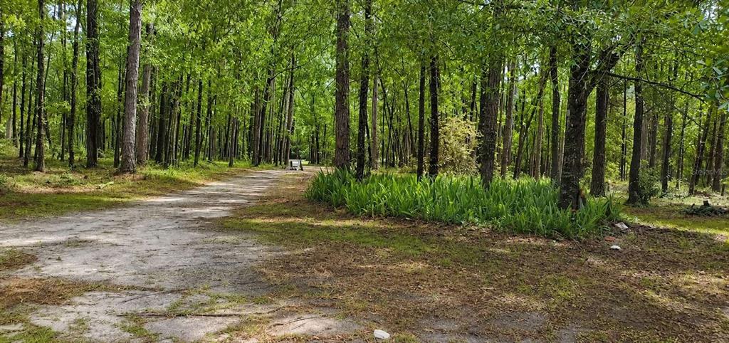 A dirt path leads through a wooded area with tall trees and patches of green vegetation — 18864 N HIGHWAY 329, MICANOPY, FL