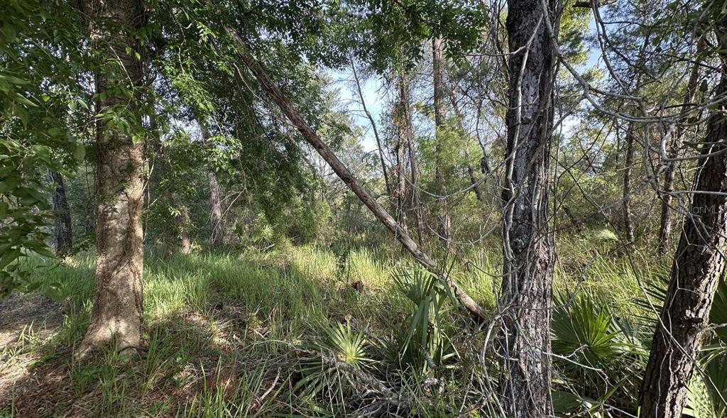 0 OLIVE CIRCLE, OCALA, FL — photo 3 of 7