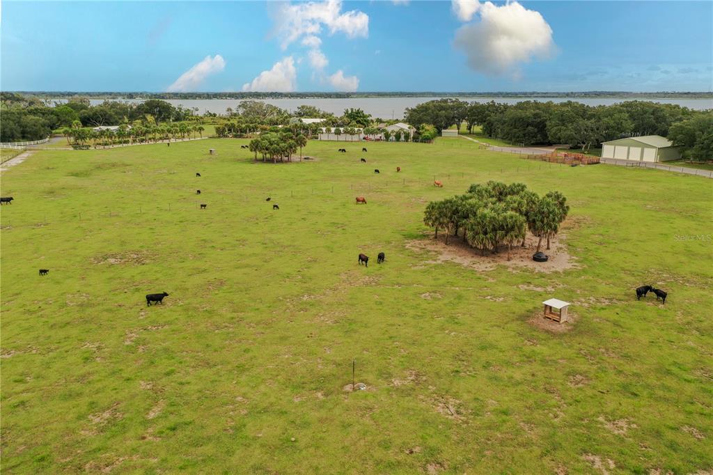 An aerial view of a large, grassy pasture with several cows and a small grove — 8010 LAKE LOWERY ROAD, HAINES CITY, FL