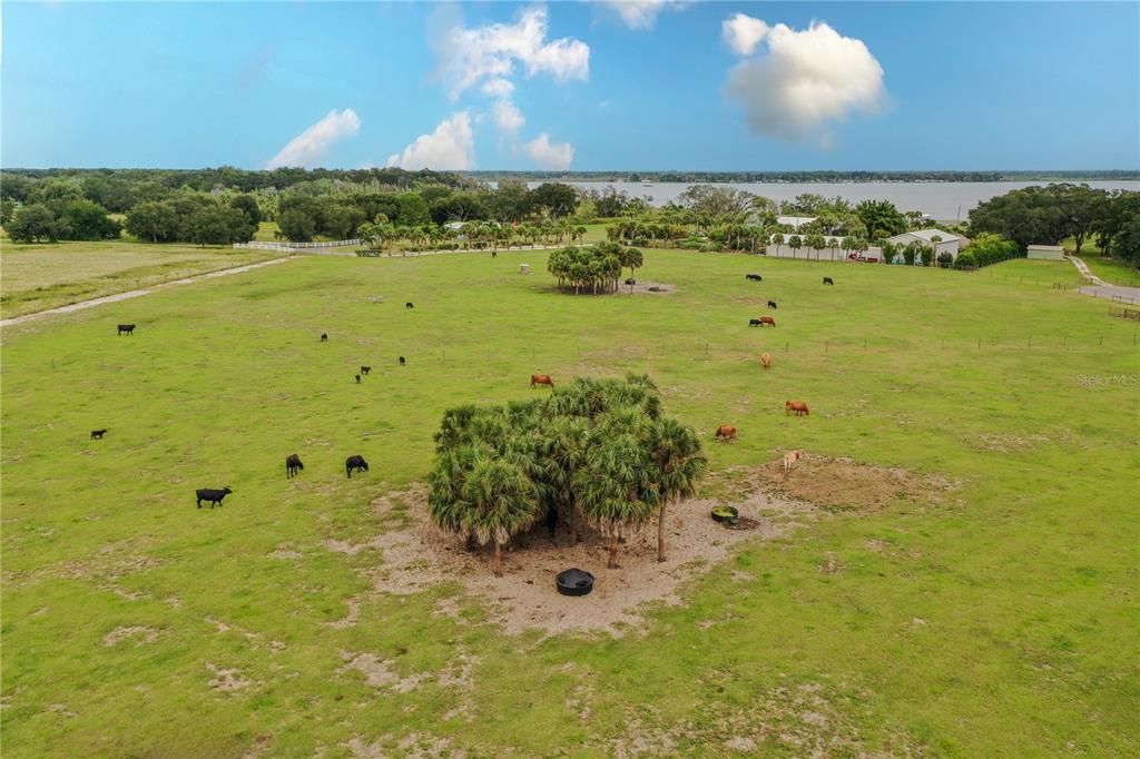 An aerial view of a grassy pasture with scattered cattle and palm tree clusters — 8010 LAKE LOWERY ROAD, HAINES CITY, FL