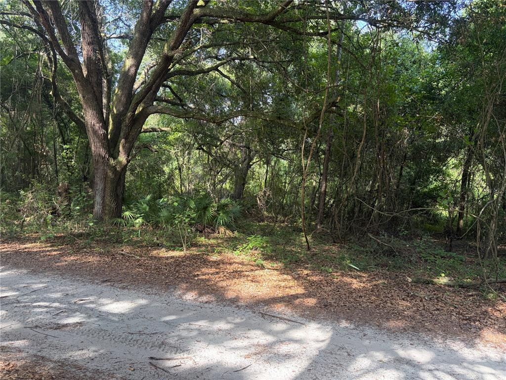 A sandy road runs along the edge of a dense, wooded lot with large trees — 0000 CR 738, WEBSTER, FL