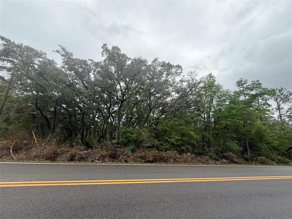 A paved road runs in front of a dense line of mature trees and brush — TBD THERESA AVENUE, INTERLACHEN, FL
