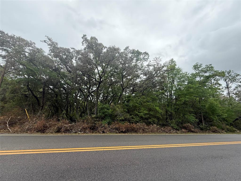 A paved road runs in front of a dense line of trees and brush — TBD THERESA AVENUE, INTERLACHEN, FL