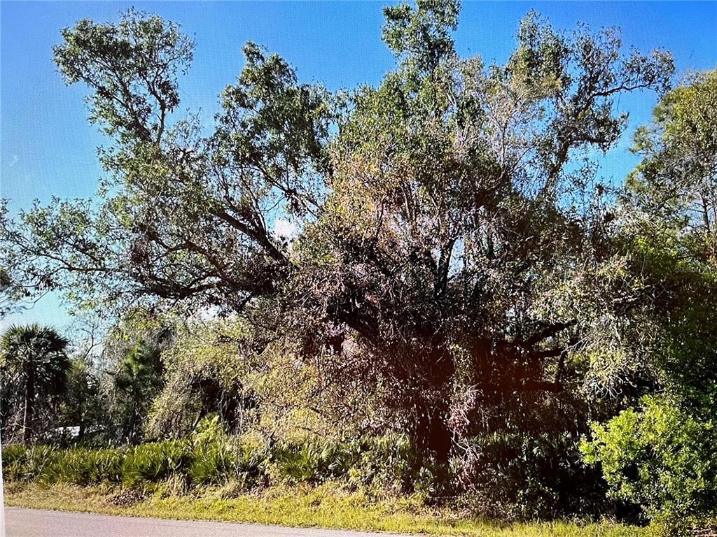 A large, mature oak tree stands beside a paved road in a wooded area — 23422 ELMIRA BOULEVARD, PUNTA GORDA, FL